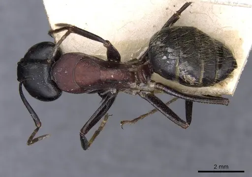 Camponotus atrox specimen