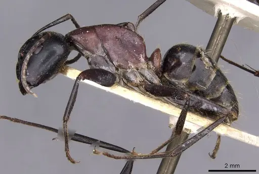 Camponotus atrox specimen
