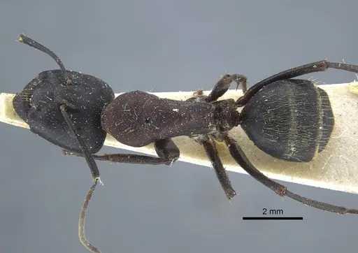 Camponotus atrox - CASENT0917143