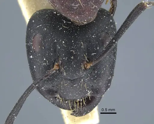 Camponotus atrox - CASENT0917143
