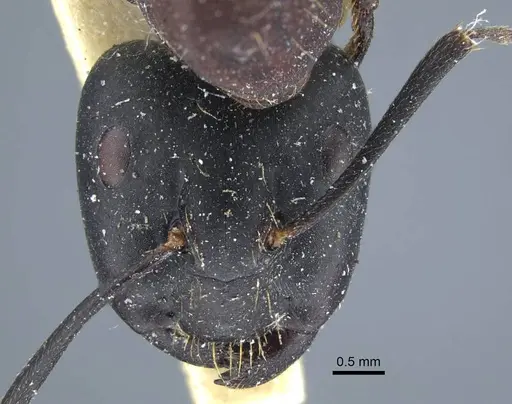 Camponotus atrox - CASENT0917143