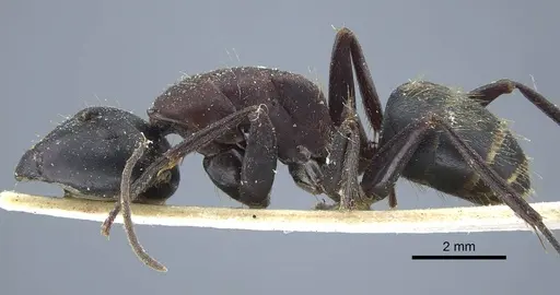 Camponotus atrox - CASENT0917143