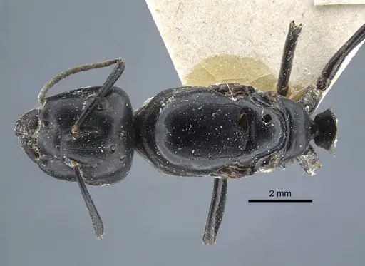 Camponotus atrox - CASENT0917144