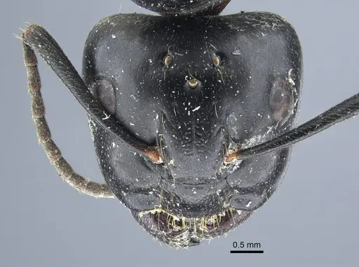 Camponotus atrox - CASENT0917144