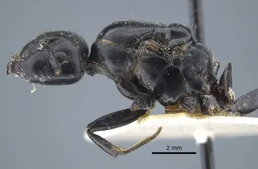 Camponotus atrox - CASENT0917144