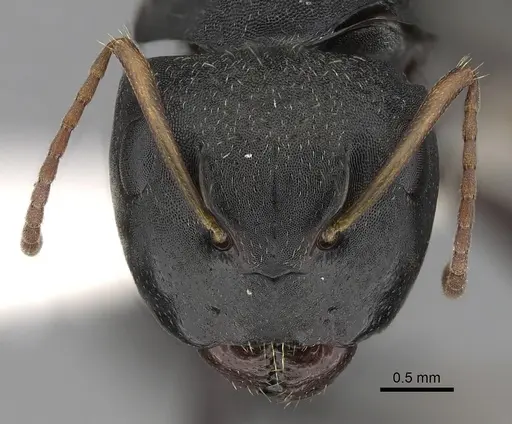 Camponotus augustei specimen