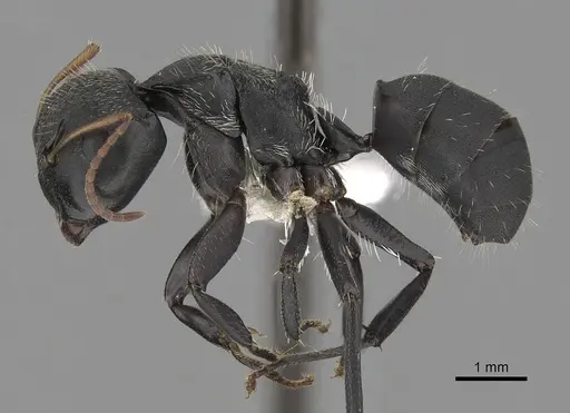 Camponotus augustei specimen