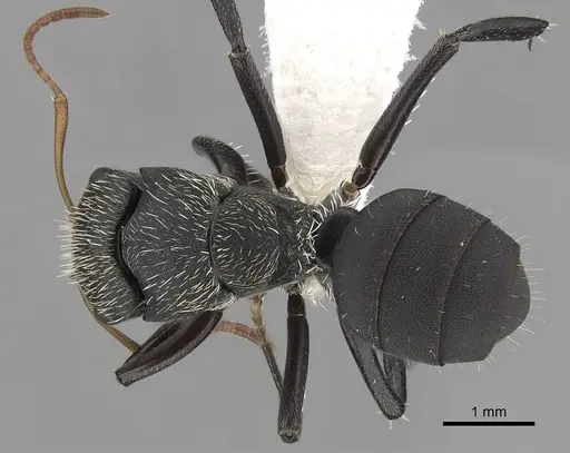 Camponotus augustei - CASENT0280084