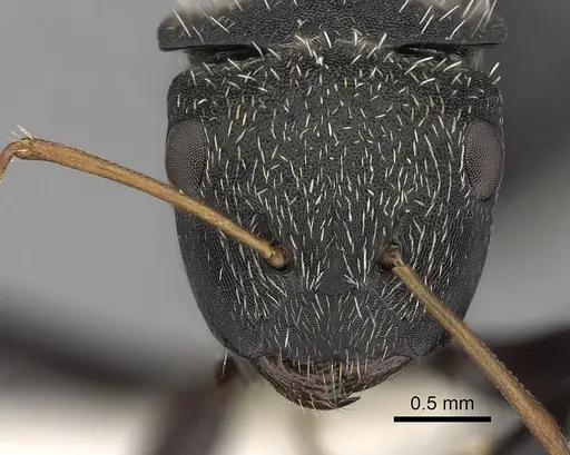 Camponotus augustei - CASENT0280084