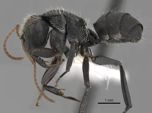 Camponotus augustei - CASENT0280084
