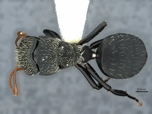 Camponotus augustei - CASENT0882060