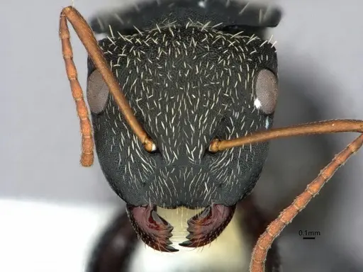 Camponotus augustei - CASENT0882060