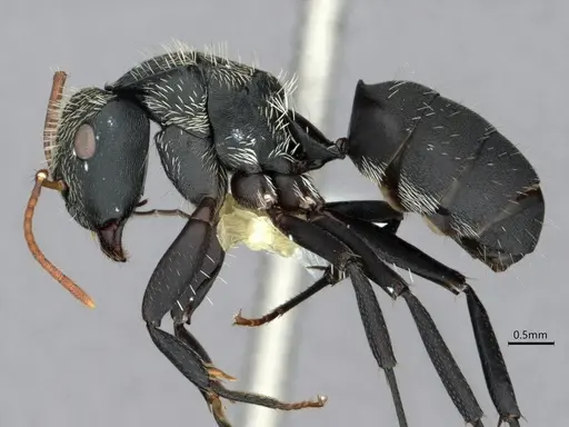 Camponotus augustei - CASENT0882060