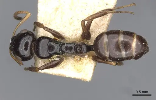 Camponotus aurelianus specimen