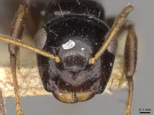 Camponotus aurelianus specimen