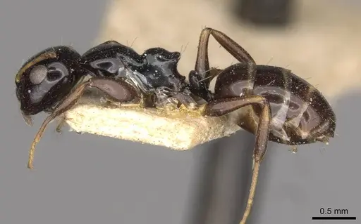 Camponotus aurelianus specimen