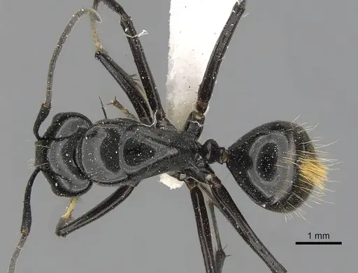 Camponotus aureopilus specimen