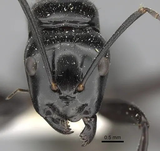 Camponotus aureopilus specimen