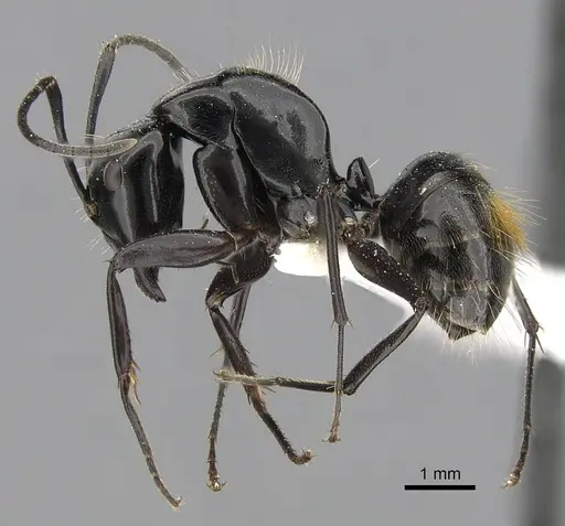 Camponotus aureopilus specimen