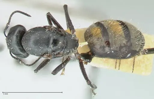 Camponotus aureopilus - FOCOL2259