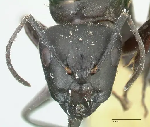 Camponotus aureopilus - FOCOL2259