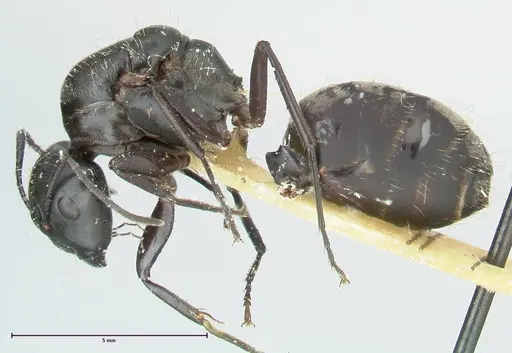 Camponotus aureopilus - FOCOL2259