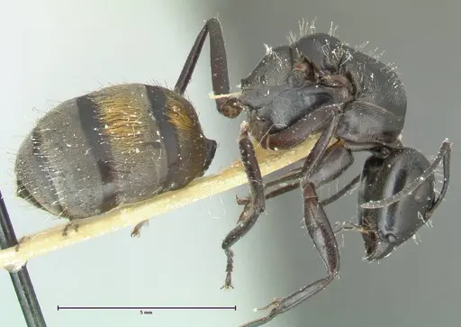Camponotus aureopilus - FOCOL2259