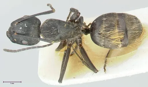 Camponotus aureopilus - FOCOL2260