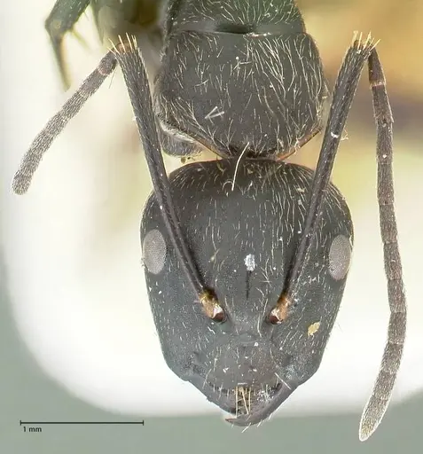 Camponotus aureopilus - FOCOL2260