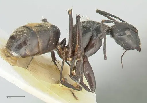 Camponotus aureopilus - FOCOL2260