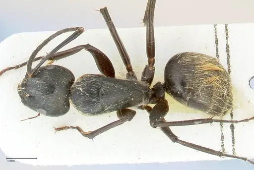 Camponotus aureopilus - FOCOL2261