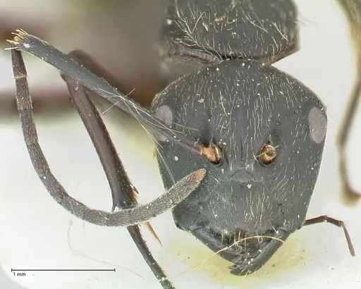 Camponotus aureopilus - FOCOL2261