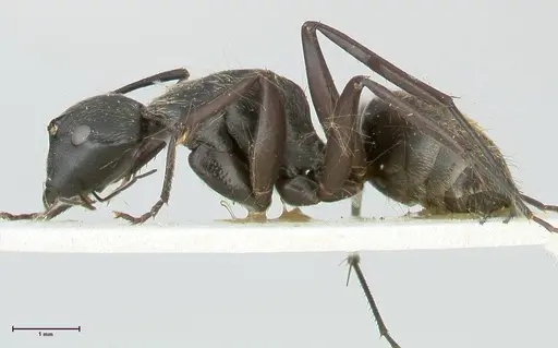 Camponotus aureopilus - FOCOL2261