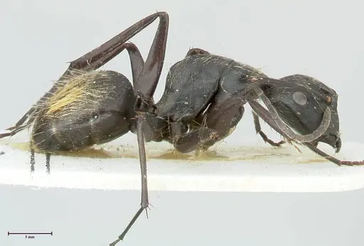Camponotus aureopilus - FOCOL2261