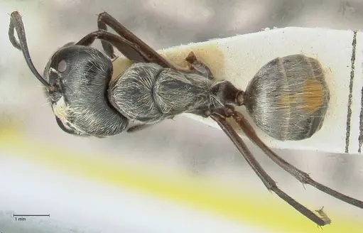 Camponotus aureopilus - FOCOL2262