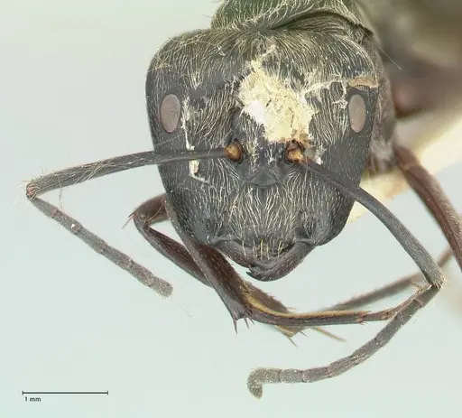 Camponotus aureopilus - FOCOL2262