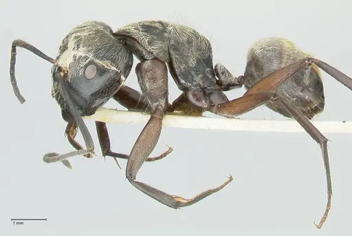 Camponotus aureopilus - FOCOL2262