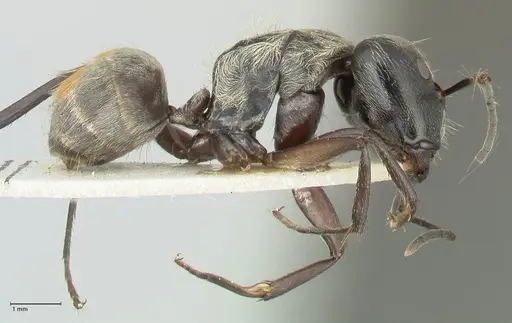 Camponotus aureopilus - FOCOL2262