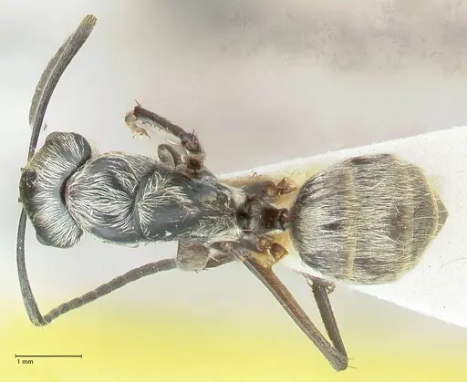 Camponotus aureopilus - FOCOL2263
