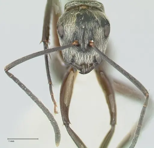 Camponotus aureopilus - FOCOL2263