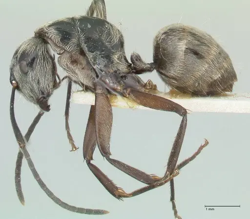 Camponotus aureopilus - FOCOL2263