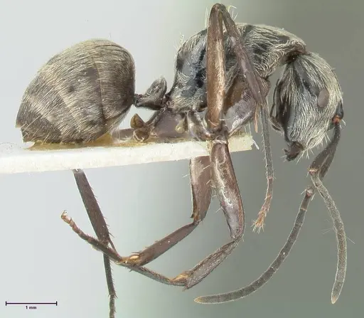 Camponotus aureopilus - FOCOL2263