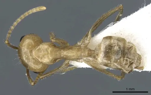 Camponotus aureus specimen