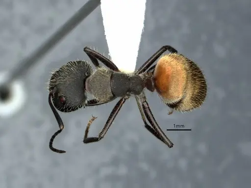 Camponotus auricomus specimen