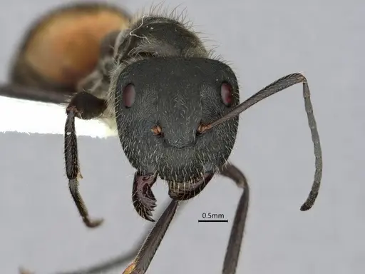 Camponotus auricomus specimen