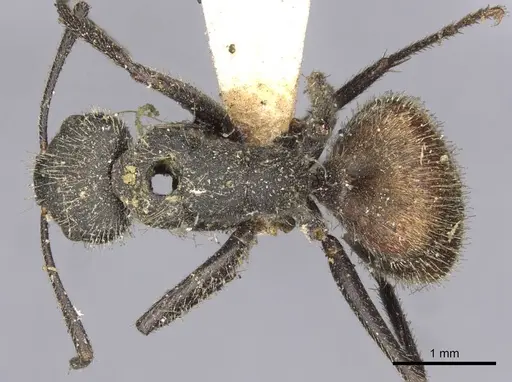 Camponotus auricomus - CASENT0910679