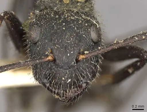 Camponotus auricomus - CASENT0910679