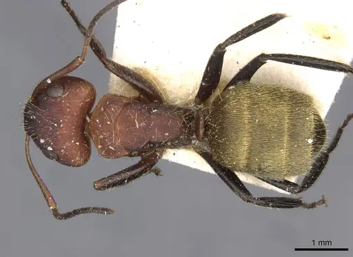 Camponotus auricomus - CASENT0910680