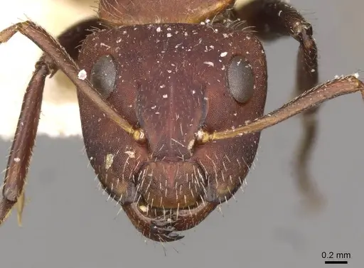 Camponotus auricomus - CASENT0910680