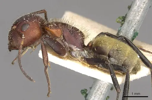 Camponotus auricomus - CASENT0910680